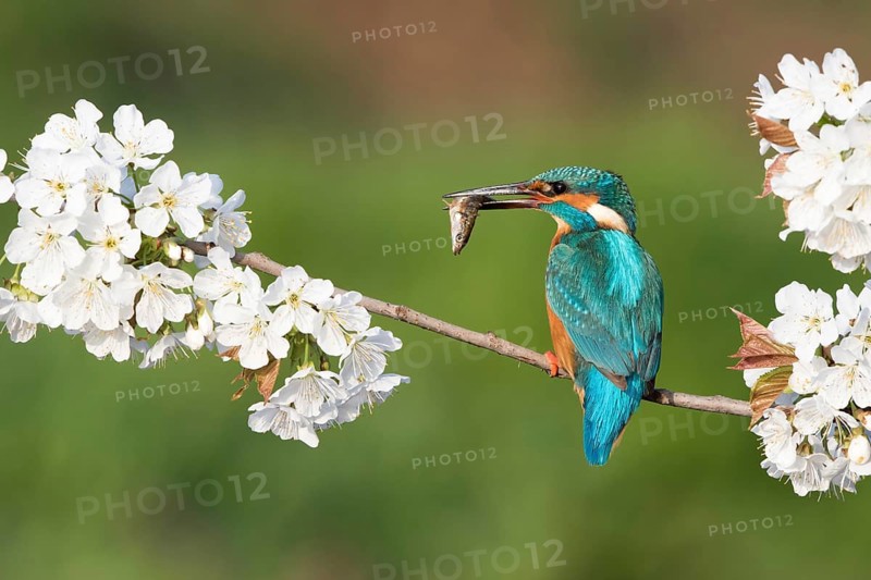 Kingfisher