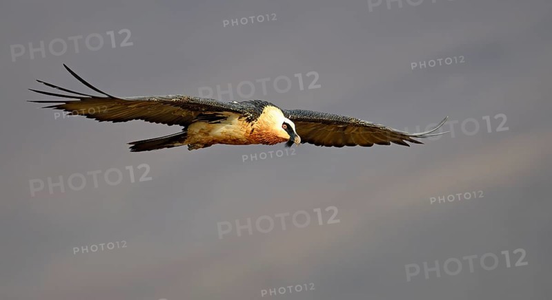 Old Bearded Vulture