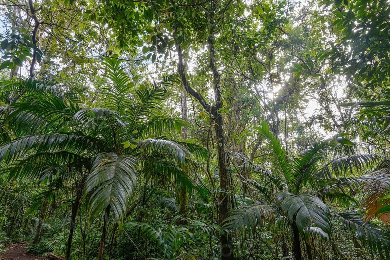 Dense rainforest