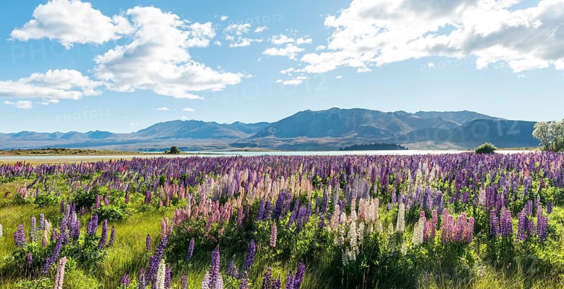 Purple large-leaved lupins