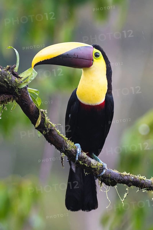 Black-mandibled toucan