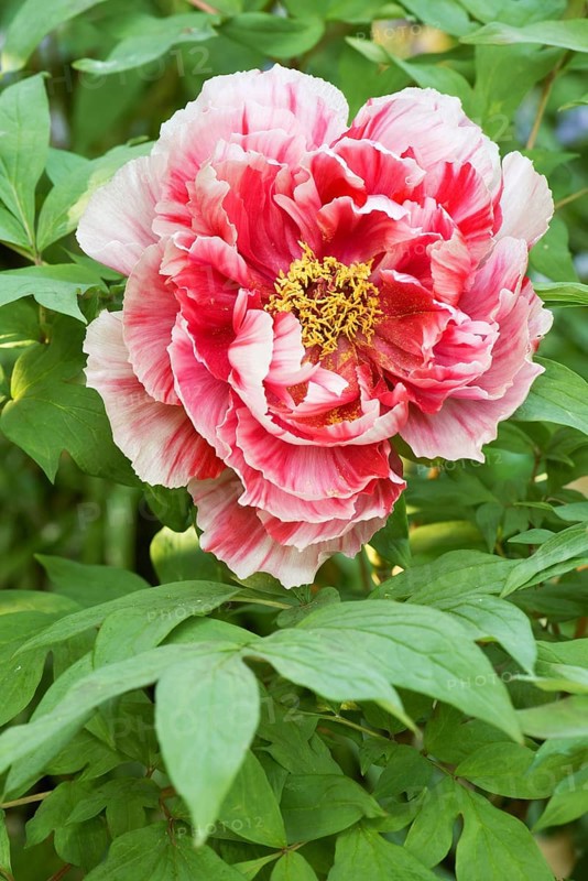 Tree peony