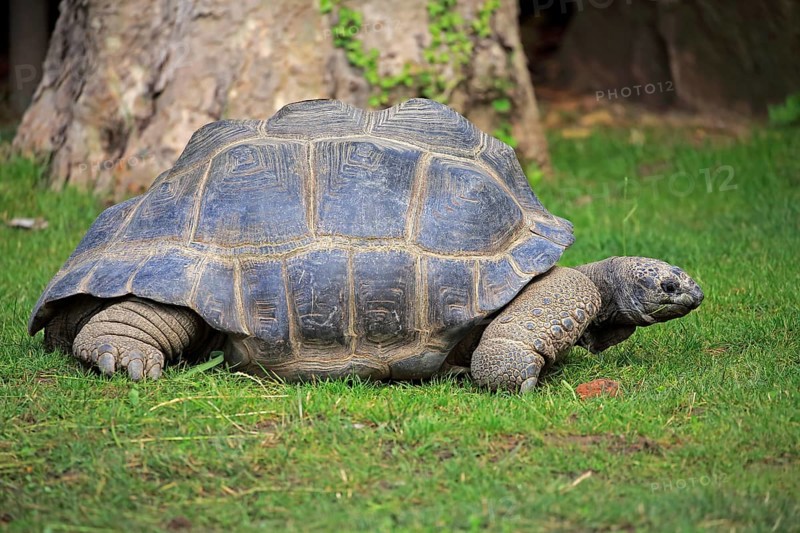 Aldabra Giant Tortoise