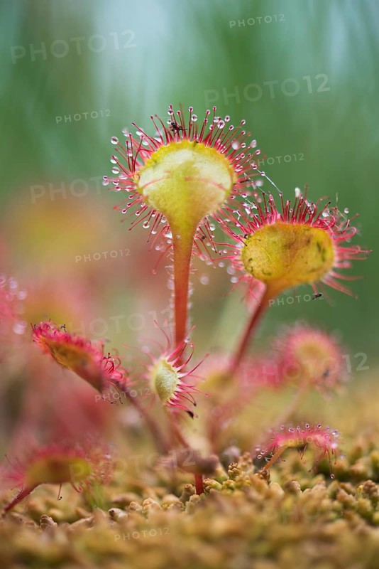 Common sundew