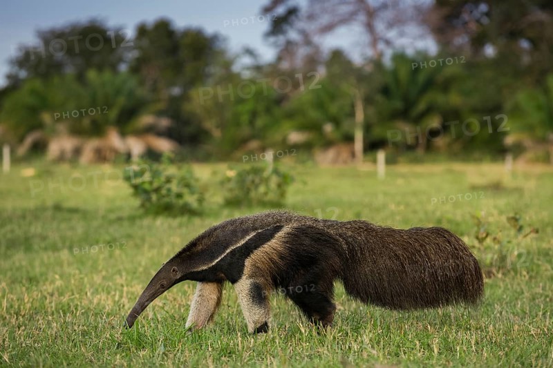 Giant anteater