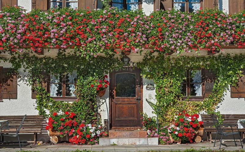 Farmhouse with blossoming Geraniumn