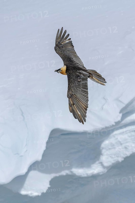 Bearded vulture