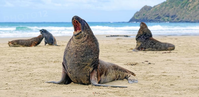 New Zealand sea lions