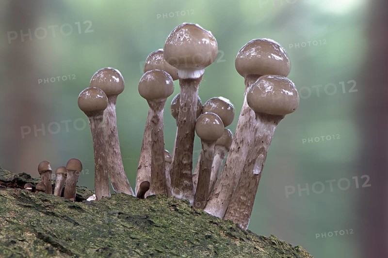 Young porcelain fungi