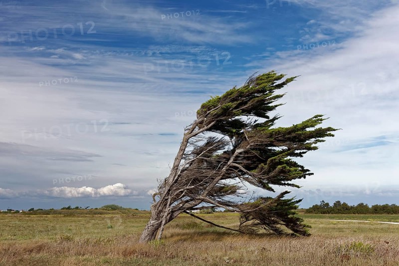 Single windbroken tree, Ile d'Oléron