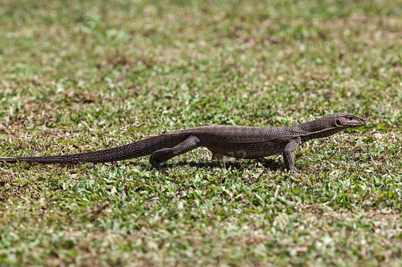 Bengal or common Indian monitor