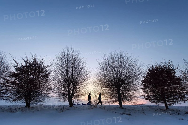 Row of trees during dusk in winter