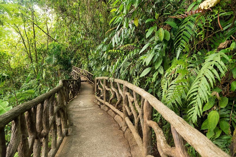 Way through dense vegetation