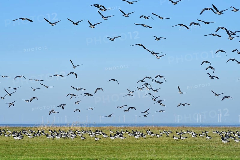 Barnacle Geese