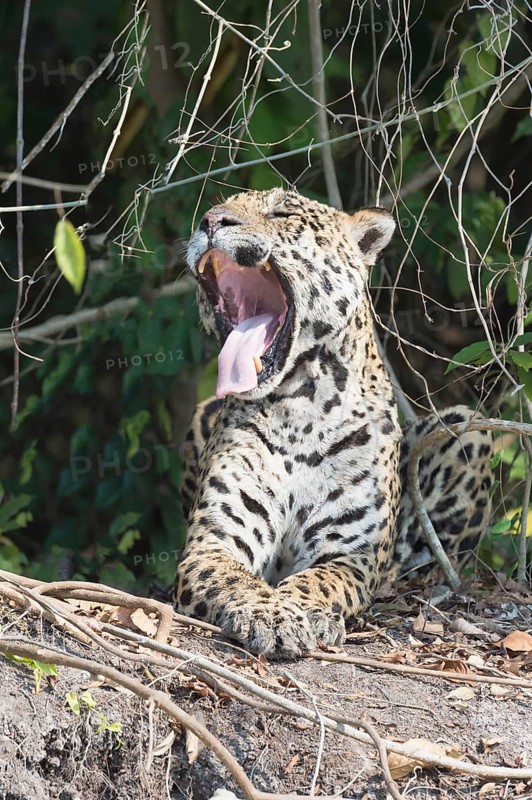 Male Jaguar