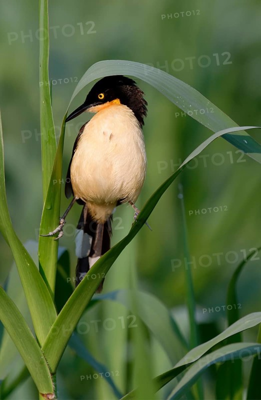 Black-capped Donacobius