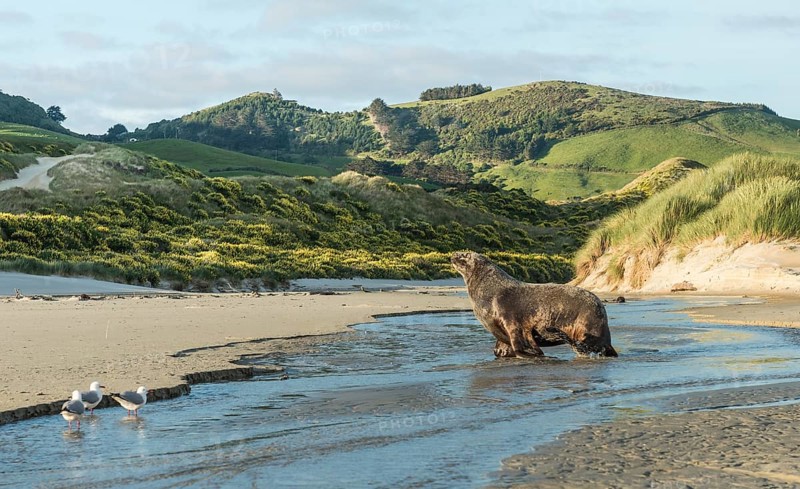 New Zealand sea lion