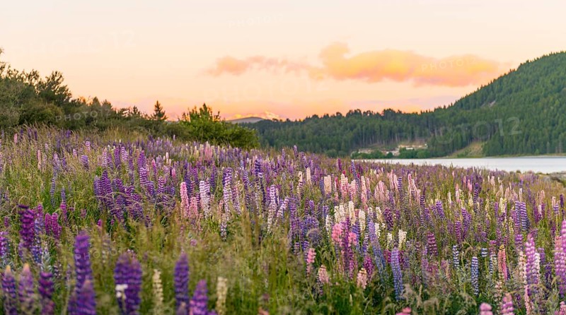 Purple Large-leaved lupines