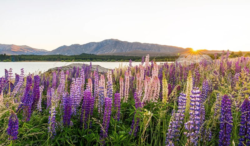 Sun shining through purple Large-leaved lupines