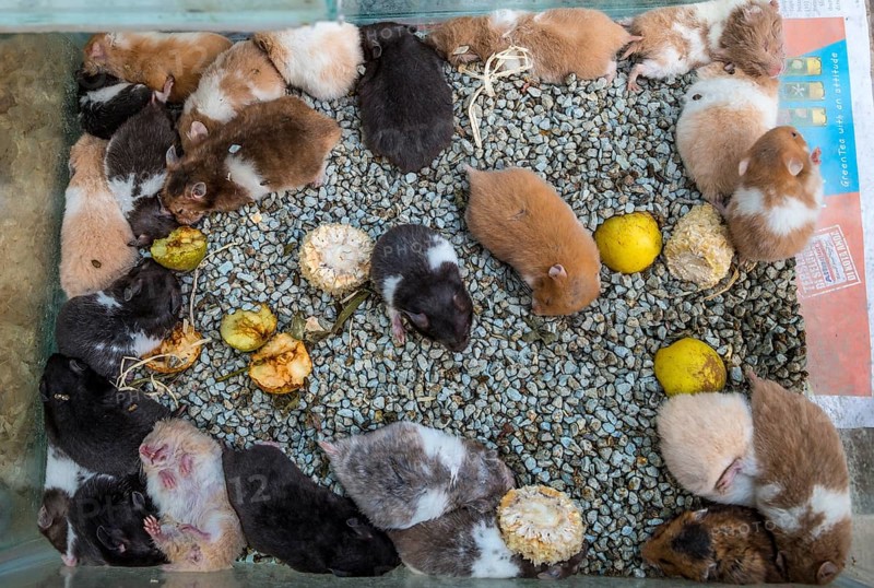 Many hamster in tight cage