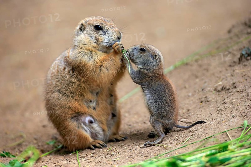 Black-tailed Prairie dogs