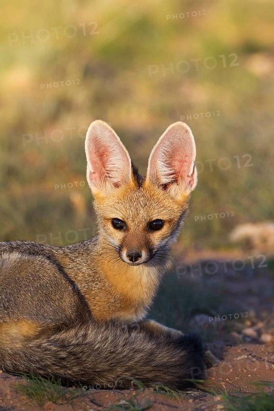 Cape Fox