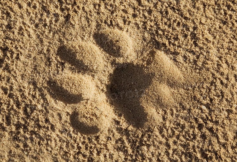 Footprint of a lioness