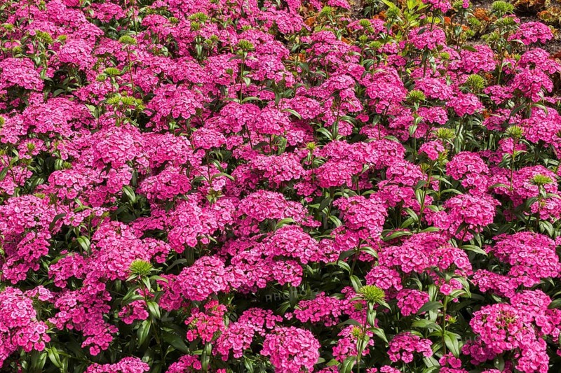 Jolt Pink