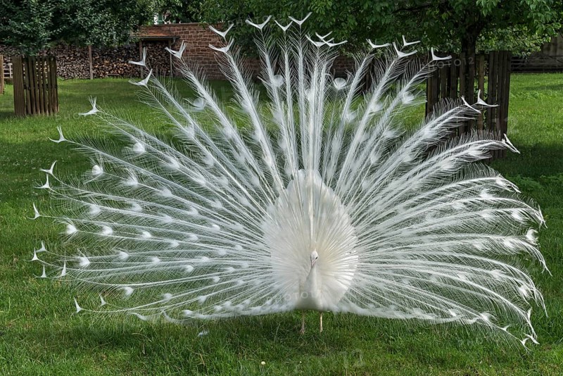 Displaying white peacock