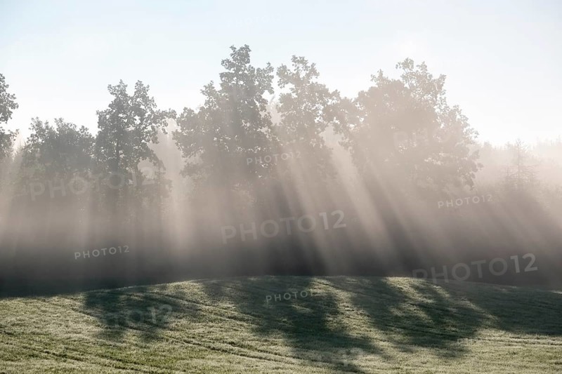 Sunbeams shine through trees in the morning mist