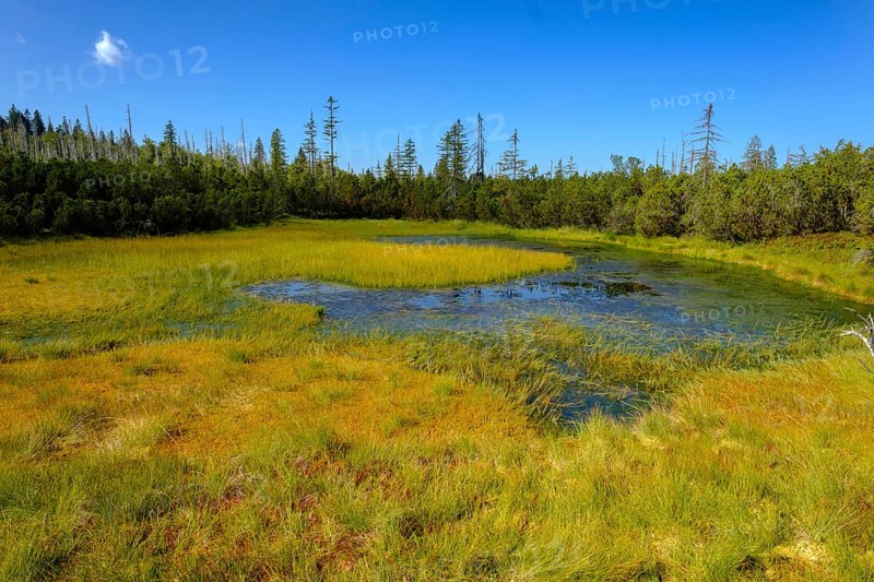 Moorland