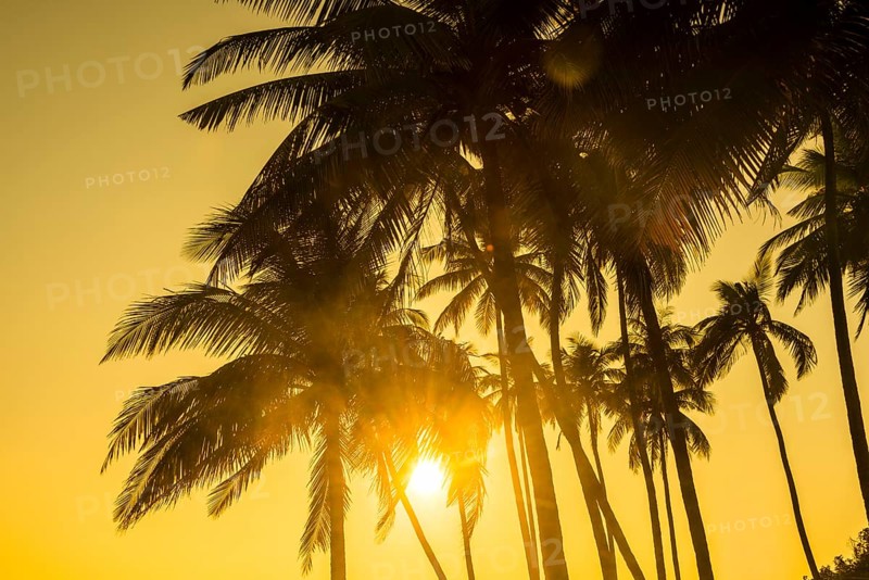 Palm trees against the light