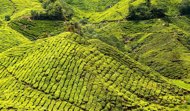 Tea plantations