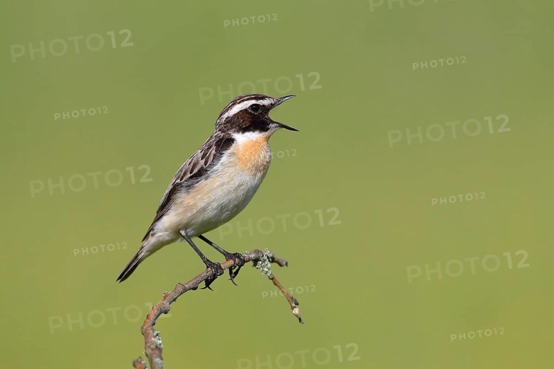 Whinchat