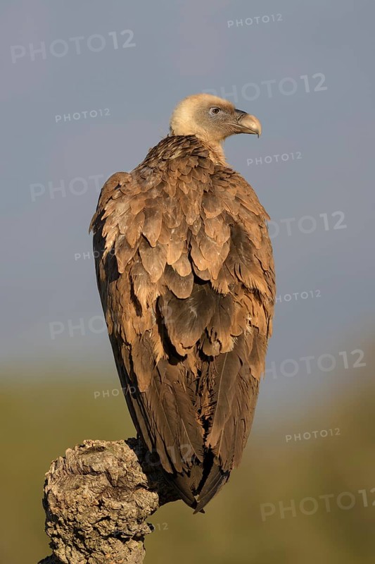 Griffon vulture