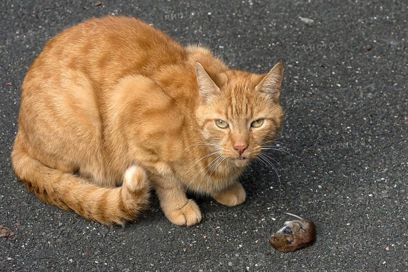 Domestic cat