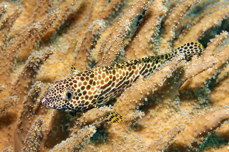 Honeycomb grouper
