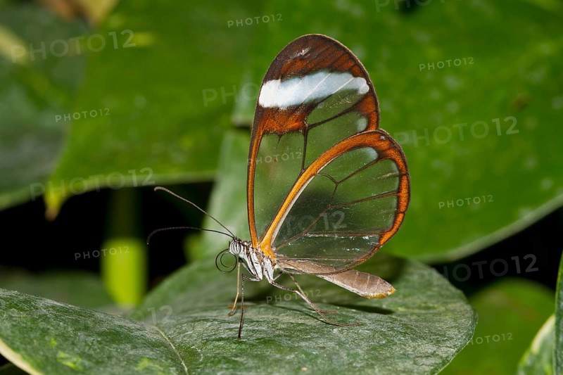 Glasswing