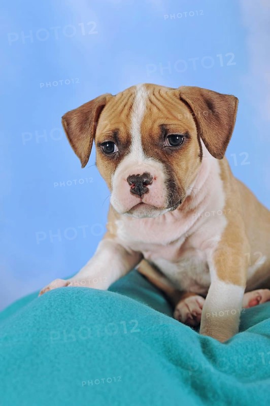 American Staffordshire Terrier