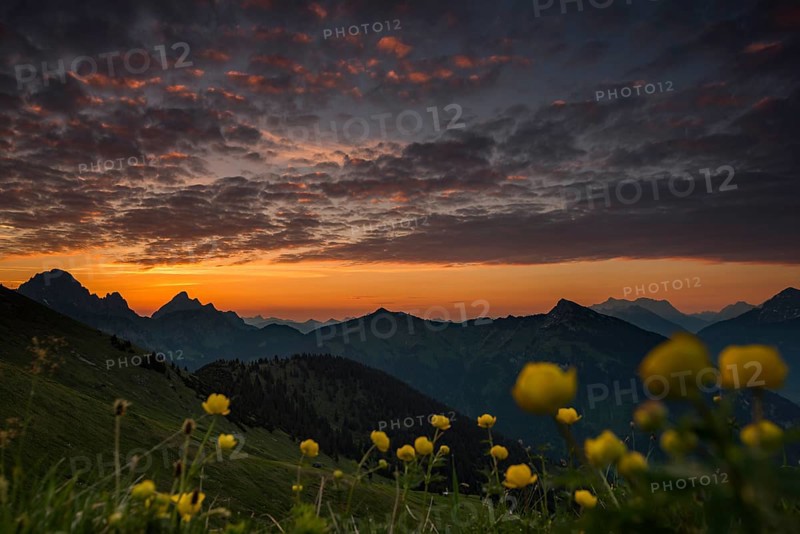 Sunrise behind meadow with Globeflowers