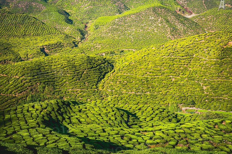 Hilly landscape with tea plantations