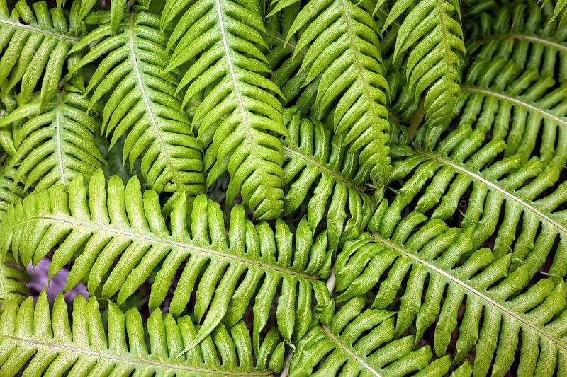 hard-fern