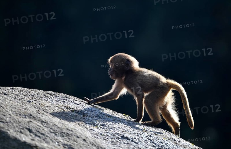 Gelada