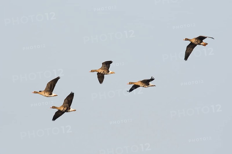 Greater white-fronted geese