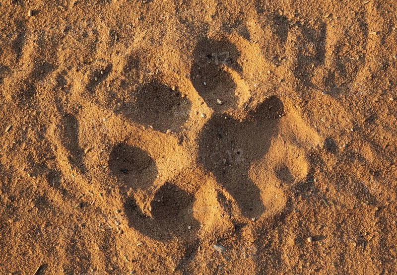 Footprint of a male lion