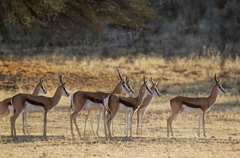 Springboks