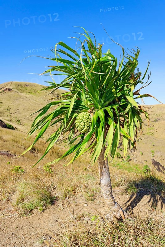 Yucca palm