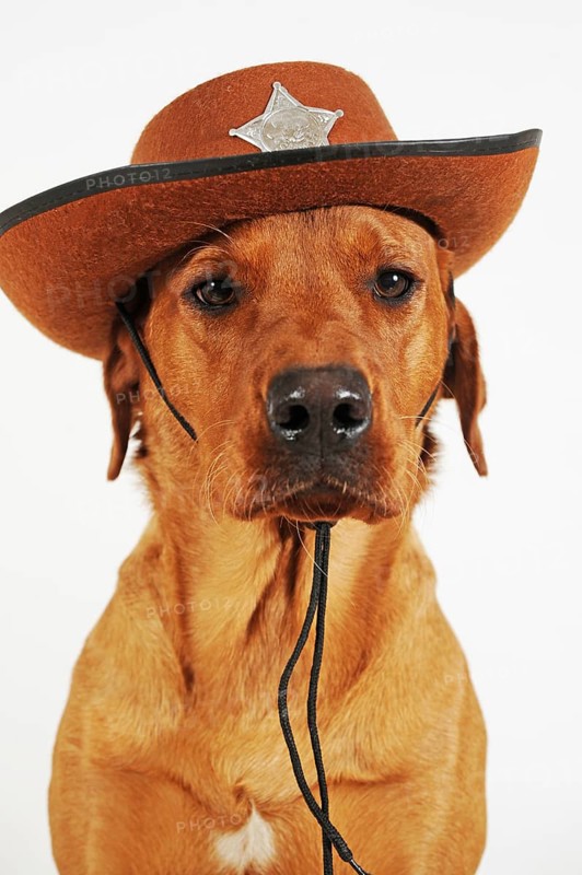Labrador Retriever