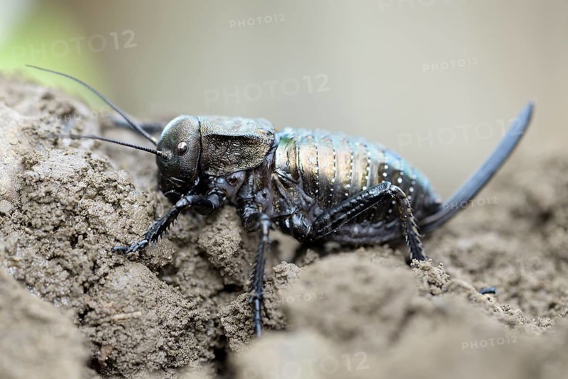 Bush cricket