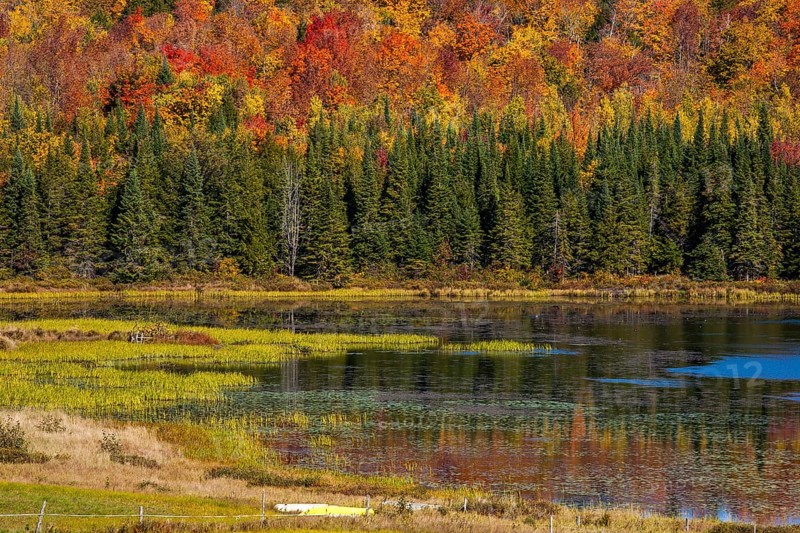 Mixed forest